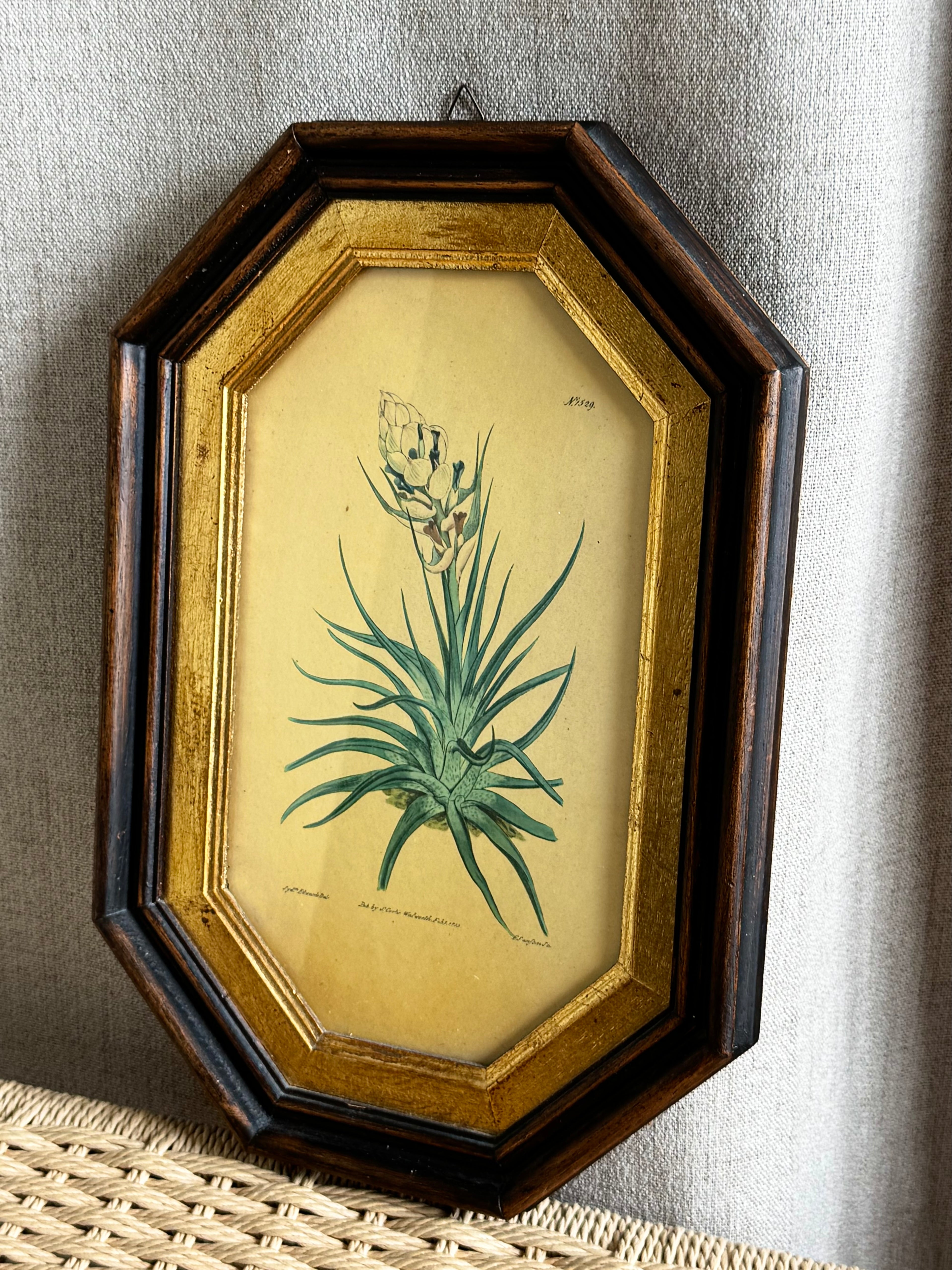 Botanisk billede