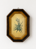 Botanisk billede
